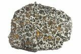 Brahin Pallasite Meteorite ( g) Slice - Belarus #269054-1